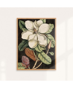 Affiche Magnolia