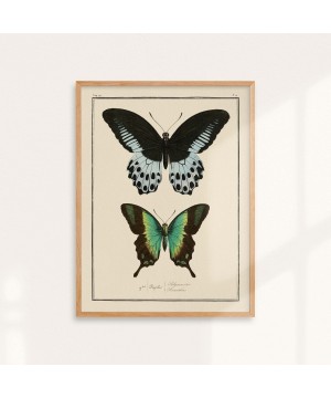 Affiche deux papillons